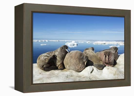 Walrus Herd on Iceberg, Hudson Bay, Nunavut, Canada-Paul Souders-Framed Premier Image Canvas
