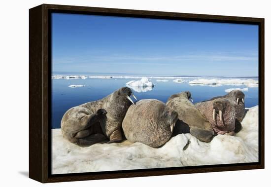 Walrus Herd on Iceberg, Hudson Bay, Nunavut, Canada-Paul Souders-Framed Premier Image Canvas