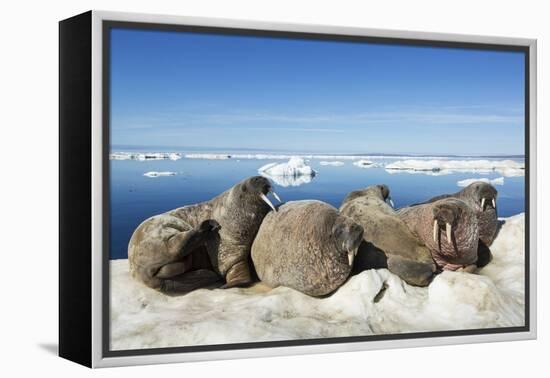 Walrus Herd on Iceberg, Hudson Bay, Nunavut, Canada-Paul Souders-Framed Premier Image Canvas