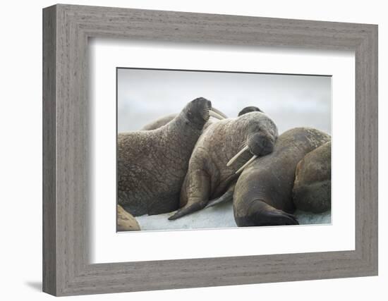 Walrus Herd on Iceberg, Hudson Bay, Nunavut, Canada-Paul Souders-Framed Photographic Print