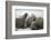 Walrus Herd on Iceberg, Hudson Bay, Nunavut, Canada-Paul Souders-Framed Photographic Print