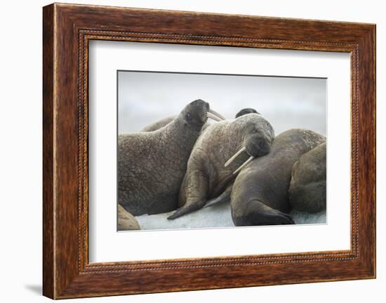 Walrus Herd on Iceberg, Hudson Bay, Nunavut, Canada-Paul Souders-Framed Photographic Print