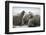 Walrus Herd on Iceberg, Hudson Bay, Nunavut, Canada-Paul Souders-Framed Photographic Print