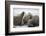 Walrus Herd on Iceberg, Hudson Bay, Nunavut, Canada-Paul Souders-Framed Photographic Print