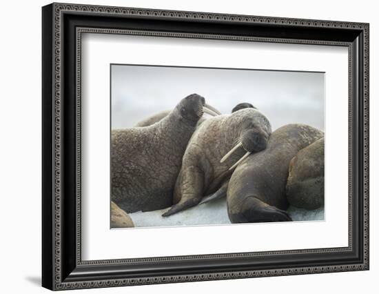 Walrus Herd on Iceberg, Hudson Bay, Nunavut, Canada-Paul Souders-Framed Photographic Print