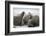 Walrus Herd on Iceberg, Hudson Bay, Nunavut, Canada-Paul Souders-Framed Photographic Print