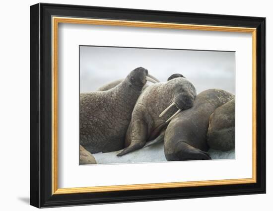 Walrus Herd on Iceberg, Hudson Bay, Nunavut, Canada-Paul Souders-Framed Photographic Print