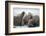 Walrus Herd on Iceberg, Hudson Bay, Nunavut, Canada-Paul Souders-Framed Photographic Print