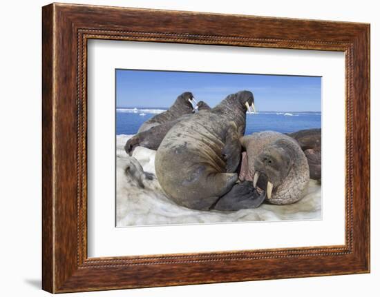 Walrus Herd on Iceberg, Hudson Bay, Nunavut, Canada-Paul Souders-Framed Photographic Print