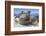 Walrus Herd on Iceberg, Hudson Bay, Nunavut, Canada-Paul Souders-Framed Photographic Print