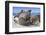 Walrus Herd on Iceberg, Hudson Bay, Nunavut, Canada-Paul Souders-Framed Photographic Print