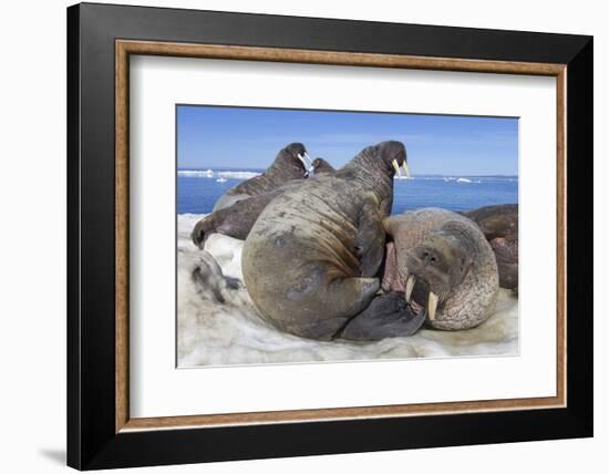 Walrus Herd on Iceberg, Hudson Bay, Nunavut, Canada-Paul Souders-Framed Photographic Print