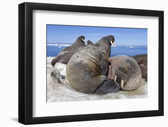 Walrus Herd on Iceberg, Hudson Bay, Nunavut, Canada-Paul Souders-Framed Photographic Print