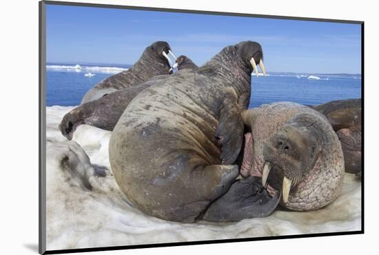 Walrus Herd on Iceberg, Hudson Bay, Nunavut, Canada-Paul Souders-Mounted Photographic Print