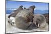 Walrus Herd on Iceberg, Hudson Bay, Nunavut, Canada-Paul Souders-Mounted Photographic Print