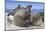 Walrus Herd on Iceberg, Hudson Bay, Nunavut, Canada-Paul Souders-Mounted Photographic Print