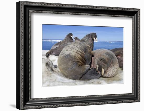 Walrus Herd on Iceberg, Hudson Bay, Nunavut, Canada-Paul Souders-Framed Photographic Print