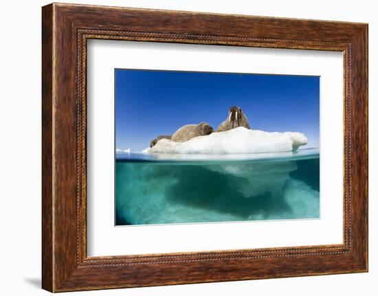 Walrus Herd on Iceberg, Hudson Bay, Nunavut, Canada-Paul Souders-Framed Photographic Print