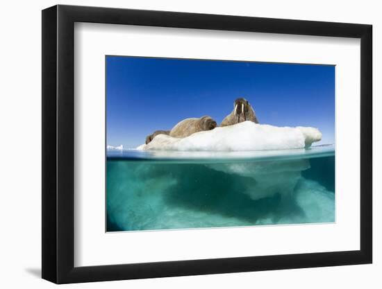 Walrus Herd on Iceberg, Hudson Bay, Nunavut, Canada-Paul Souders-Framed Photographic Print