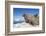 Walrus Herd on Iceberg, Hudson Bay, Nunavut, Canada-Paul Souders-Framed Photographic Print