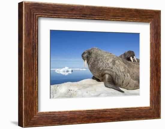 Walrus Herd on Iceberg, Hudson Bay, Nunavut, Canada-Paul Souders-Framed Photographic Print