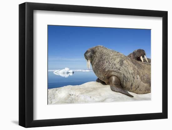 Walrus Herd on Iceberg, Hudson Bay, Nunavut, Canada-Paul Souders-Framed Photographic Print