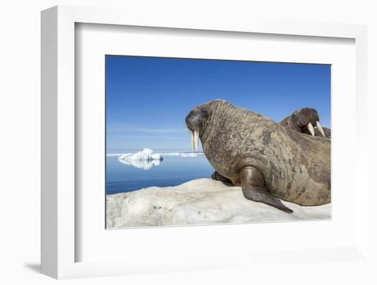 Walrus Herd on Iceberg, Hudson Bay, Nunavut, Canada-Paul Souders-Framed Photographic Print