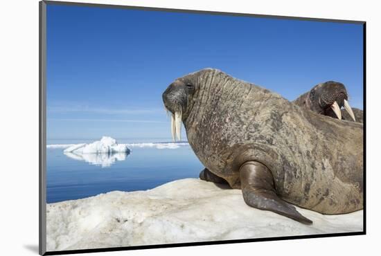 Walrus Herd on Iceberg, Hudson Bay, Nunavut, Canada-Paul Souders-Mounted Photographic Print