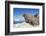 Walrus Herd on Iceberg, Hudson Bay, Nunavut, Canada-Paul Souders-Framed Photographic Print