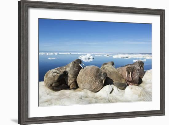 Walrus Herd on Iceberg, Hudson Bay, Nunavut, Canada-Paul Souders-Framed Photographic Print