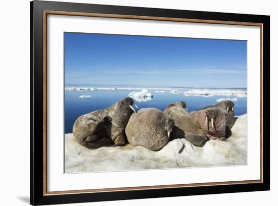 Walrus Herd on Iceberg, Hudson Bay, Nunavut, Canada-Paul Souders-Framed Photographic Print