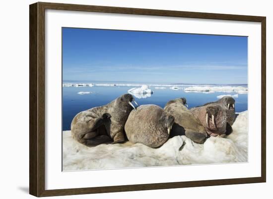 Walrus Herd on Iceberg, Hudson Bay, Nunavut, Canada-Paul Souders-Framed Photographic Print