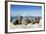 Walrus Herd on Iceberg, Hudson Bay, Nunavut, Canada-Paul Souders-Framed Photographic Print