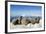 Walrus Herd on Iceberg, Hudson Bay, Nunavut, Canada-Paul Souders-Framed Photographic Print