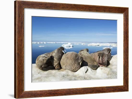 Walrus Herd on Iceberg, Hudson Bay, Nunavut, Canada-Paul Souders-Framed Photographic Print