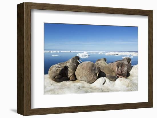 Walrus Herd on Iceberg, Hudson Bay, Nunavut, Canada-Paul Souders-Framed Photographic Print