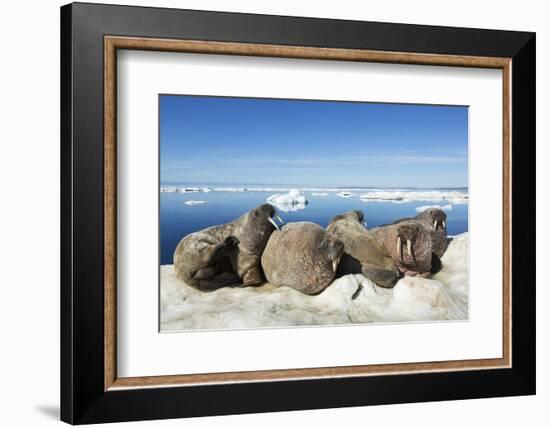 Walrus Herd on Iceberg, Hudson Bay, Nunavut, Canada-Paul Souders-Framed Photographic Print