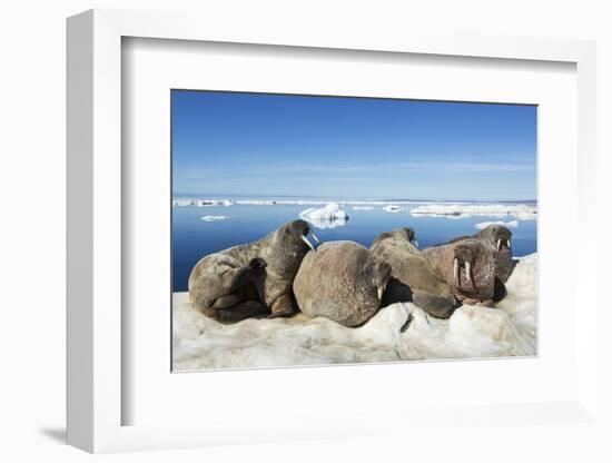 Walrus Herd on Iceberg, Hudson Bay, Nunavut, Canada-Paul Souders-Framed Photographic Print