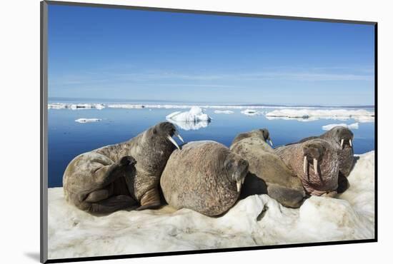 Walrus Herd on Iceberg, Hudson Bay, Nunavut, Canada-Paul Souders-Mounted Photographic Print
