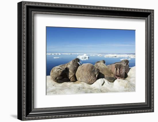 Walrus Herd on Iceberg, Hudson Bay, Nunavut, Canada-Paul Souders-Framed Photographic Print