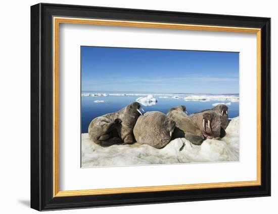 Walrus Herd on Iceberg, Hudson Bay, Nunavut, Canada-Paul Souders-Framed Photographic Print