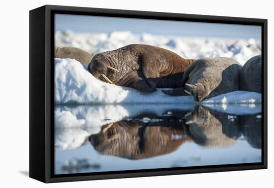 Walrus Herd on Sea Ice, Hudson Bay, Nunavut, Canada-Paul Souders-Framed Premier Image Canvas