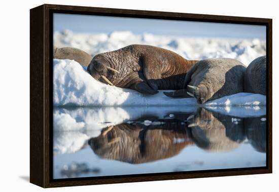 Walrus Herd on Sea Ice, Hudson Bay, Nunavut, Canada-Paul Souders-Framed Premier Image Canvas