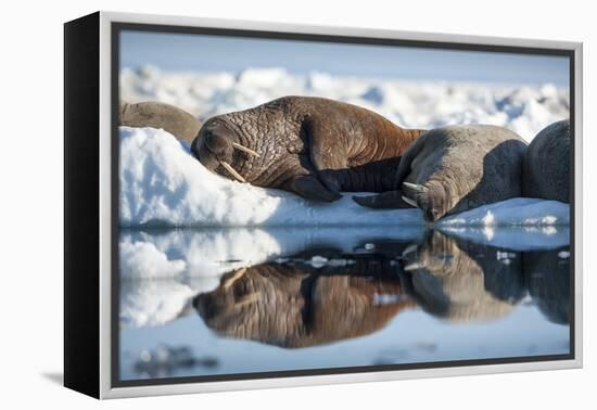 Walrus Herd on Sea Ice, Hudson Bay, Nunavut, Canada-Paul Souders-Framed Premier Image Canvas