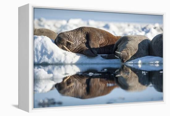 Walrus Herd on Sea Ice, Hudson Bay, Nunavut, Canada-Paul Souders-Framed Premier Image Canvas