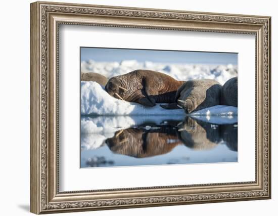 Walrus Herd on Sea Ice, Hudson Bay, Nunavut, Canada-Paul Souders-Framed Photographic Print