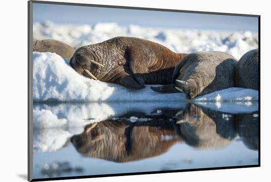 Walrus Herd on Sea Ice, Hudson Bay, Nunavut, Canada-Paul Souders-Mounted Photographic Print