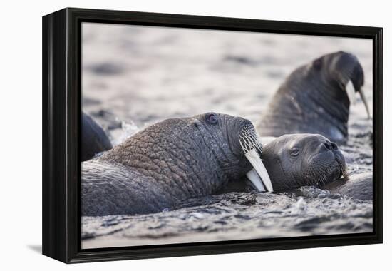 Walrus, Hudson Bay, Nunavut, Canada-Paul Souders-Framed Premier Image Canvas