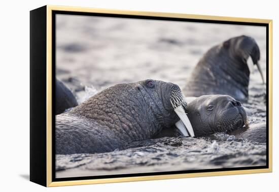 Walrus, Hudson Bay, Nunavut, Canada-Paul Souders-Framed Premier Image Canvas