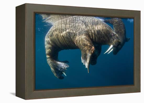 Walrus, Hudson Bay, Nunavut, Canada-Paul Souders-Framed Premier Image Canvas